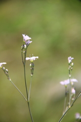 Gypsophila pacifica