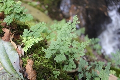 Asplenium dareoides