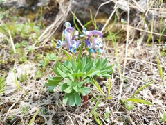 Corydalis conorhiza