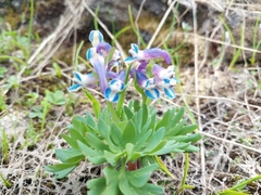 Corydalis conorhiza