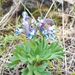 Corydalis conorhiza - Photo (c) serge_sukhov, algunos derechos reservados (CC BY-NC), subido por serge_sukhov