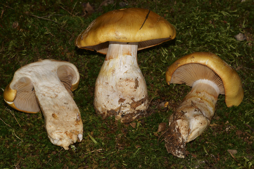 Representative image of Phlegmacium variiforme