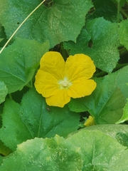 Benincasa hispida chieh-qua