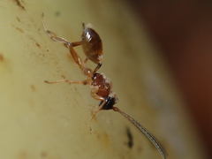 Parasitiformes