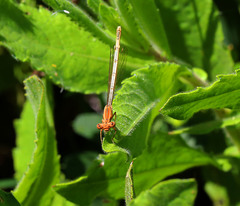 Platycnemis subdilatata