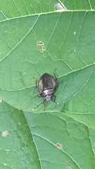 Antiteuchus tripterus