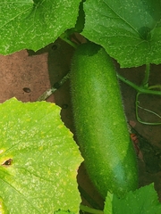 Benincasa hispida chieh-qua