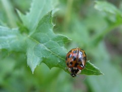 Harmonia axyridis