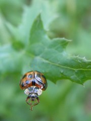 Harmonia axyridis