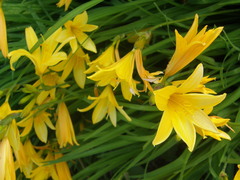 Hemerocallis citrina