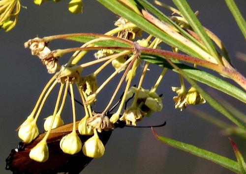 Gomphocarpus rivularis image