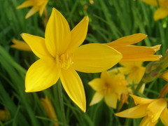 Hemerocallis citrina