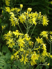 Hieracium amplexicaule