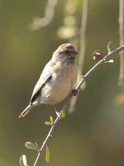 Crithagra atrogularis atrogularis