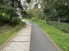 Vulpes vulpes crucigera