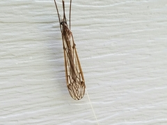 Brachypremna dispellens