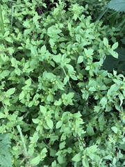 Melampodium longifolium