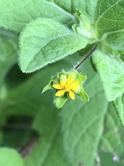 Melampodium longifolium