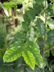 Homalium polystachyum