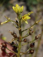 Bulbine annua