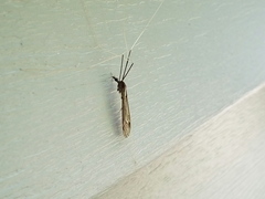 Brachypremna dispellens