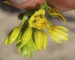 Bulbine annua
