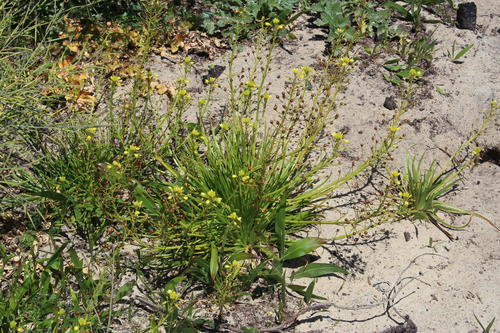 Bulbine annua