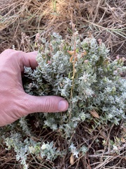 Extriplex californica