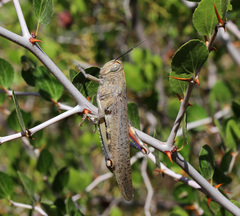 Anacridium aegyptium