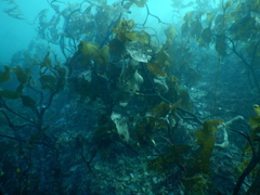 Lessonia searlesiana