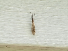 Brachypremna dispellens