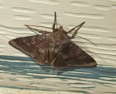 Oligia minuscula