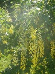 Laburnum × watereri
