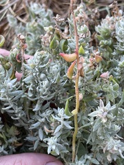 Extriplex californica