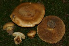 Calonarius olearioides