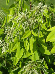 Lespedeza thunbergii