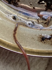 Lumbricus terrestris