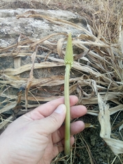 Drimia numidica