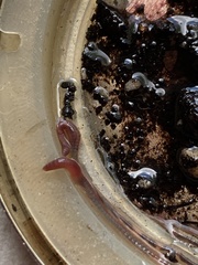 Lumbricus terrestris