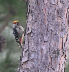 Dendrocoptes auriceps