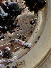 Lumbricus terrestris