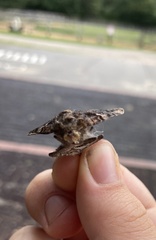 Catocala muliercula