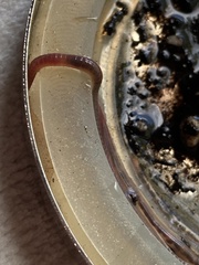 Lumbricus terrestris