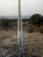Drimia numidica