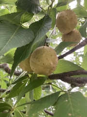 Aesculus