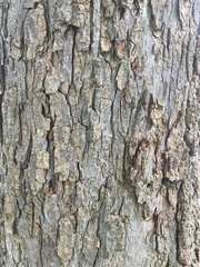 Aesculus