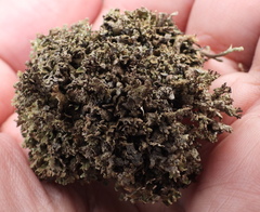 Cladonia strepsilis