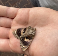 Catocala muliercula
