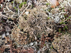 Cladonia strepsilis