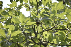 Terminalia bellirica